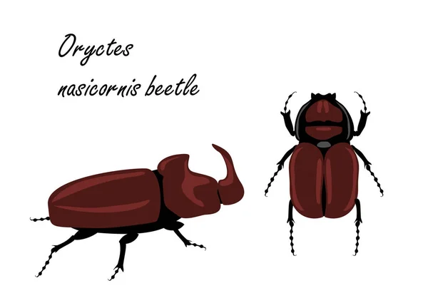 Europejski chrząszcz nosorożcowy Oryctes nasicornis. Owady izolowane na białym tle. — Wektor stockowy