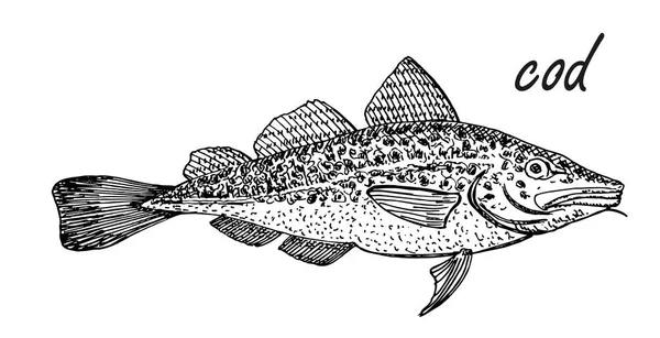 Ink sketch of cod fish. Hand drawn vector illustration isolated on white background. Vintage style — 스톡 벡터