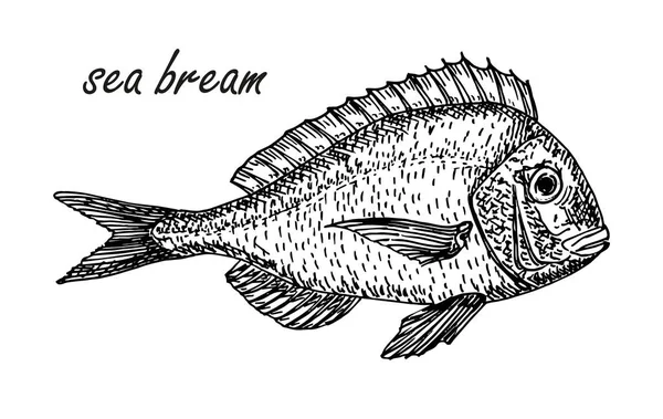 Vector Sea Bream element in sketch style. Hand drawn carp sketch symbol. Fish vintage engraved vector illustration — 스톡 벡터