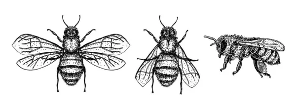 Szkic pszczół. Rysowanie wektora pszczoły miodnej. Ręcznie rysowany odizolowany szkic owada. Ilustracje stylu grawerowania. — Wektor stockowy