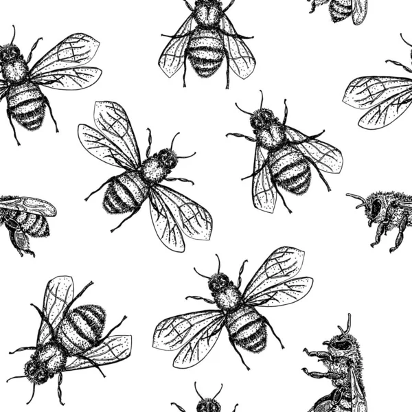 Vector seamless pattern with honey bee. Engraving style. Hand drawn isolated insect sketch. — Stock Vector