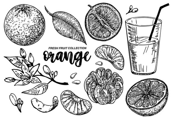Orange set sketch. Collections of Oranges. Branches with citrus fruits. Flowering plant with leaves. Hand drawn vector illustration. Perfect for packing, greeting cards, invitations, prints etc — Stock Vector