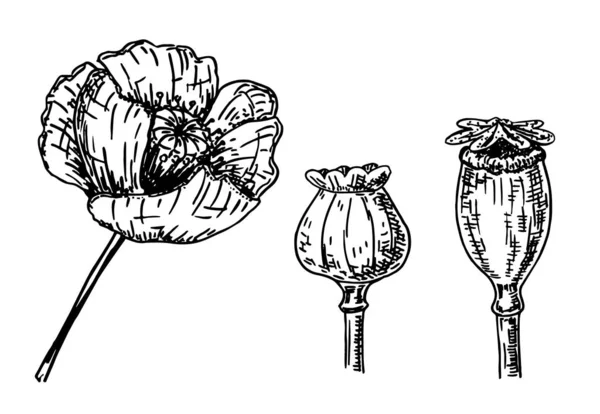 Tinta desenhada à mão de flor de papoula e papoula de milho, caixas de papoula. Conjunto de esboços vintage. Ilustração vetorial . —  Vetores de Stock