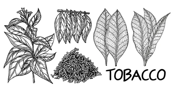 Tabaksboom met de hand tekenen vintage stijl. Tabak plant blad illustratie, tekening, gravure, inkt, vector. Gedroogde gehakte tabak. Voor etiketten, logo 's, verpakkingen — Stockvector