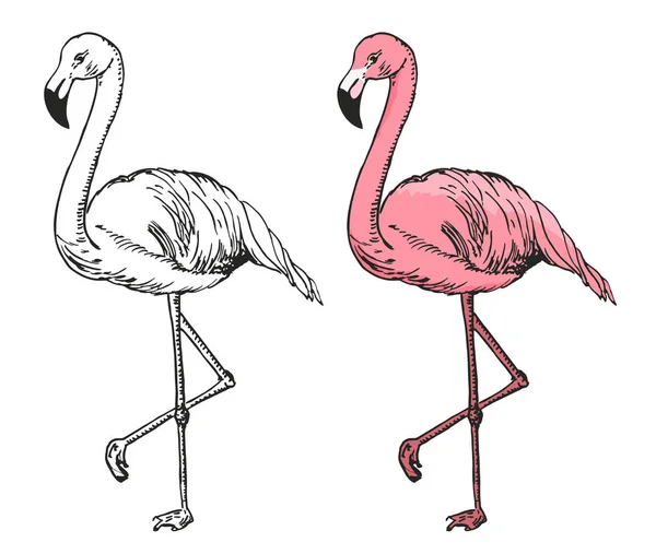 Ilustracja wektora Flamingo. Czarno-biały i kolorowy szkic flaminga, egzotyczny ptak. — Wektor stockowy