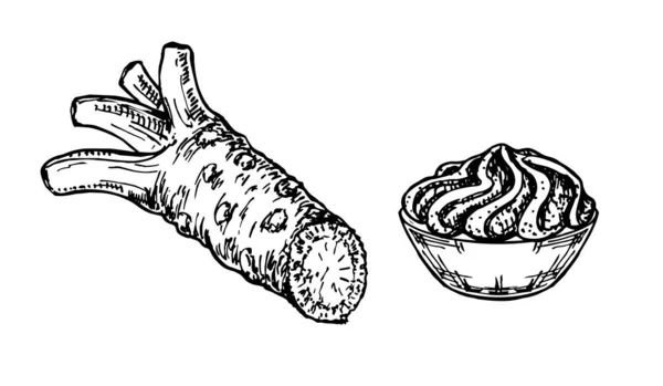 Raíz de Wasabi, dibujo de vectores de derrame de salsa. Esbozo de ingrediente de sushi dibujado a mano. Condimento de comida asiática tradicional. Para etiqueta de plantilla, diseño de embalaje — Vector de stock