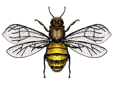 Beyaz arka planda bal arısının oymalı çizimi var. Arı logosu, arının el çizimi, vektör çizimi.