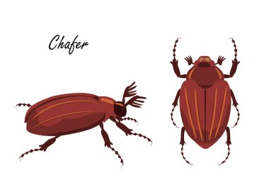 Chafer Beetle 'ın tasviri. Düz bir şekilde çizilmiş böcek. Vektör çizimi. Melolontha kavuntha. Melolontha kavuntha