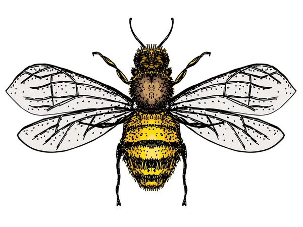 Vektor gravyr illustration av honung bi isolat på vit bakgrund. Bin logotyp, handritad skiss av bi, vektor konstverk. — Stock vektor
