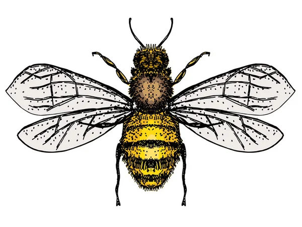 Vector engraving illustration of honey bee isolate on white background. Bee logo, hand drawn sketch of bee, vector artwork. Royalty Free Stock Vectors