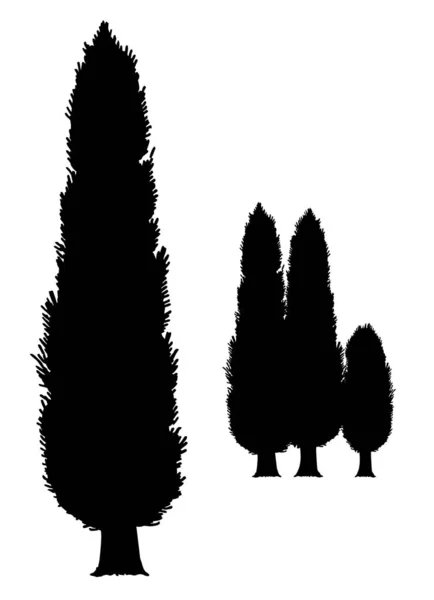 Cypress silhouette. Simple illustration of cypress vector icon for web. Italian silhouette cypress trees landscape. Vector isolated or white background — 스톡 벡터