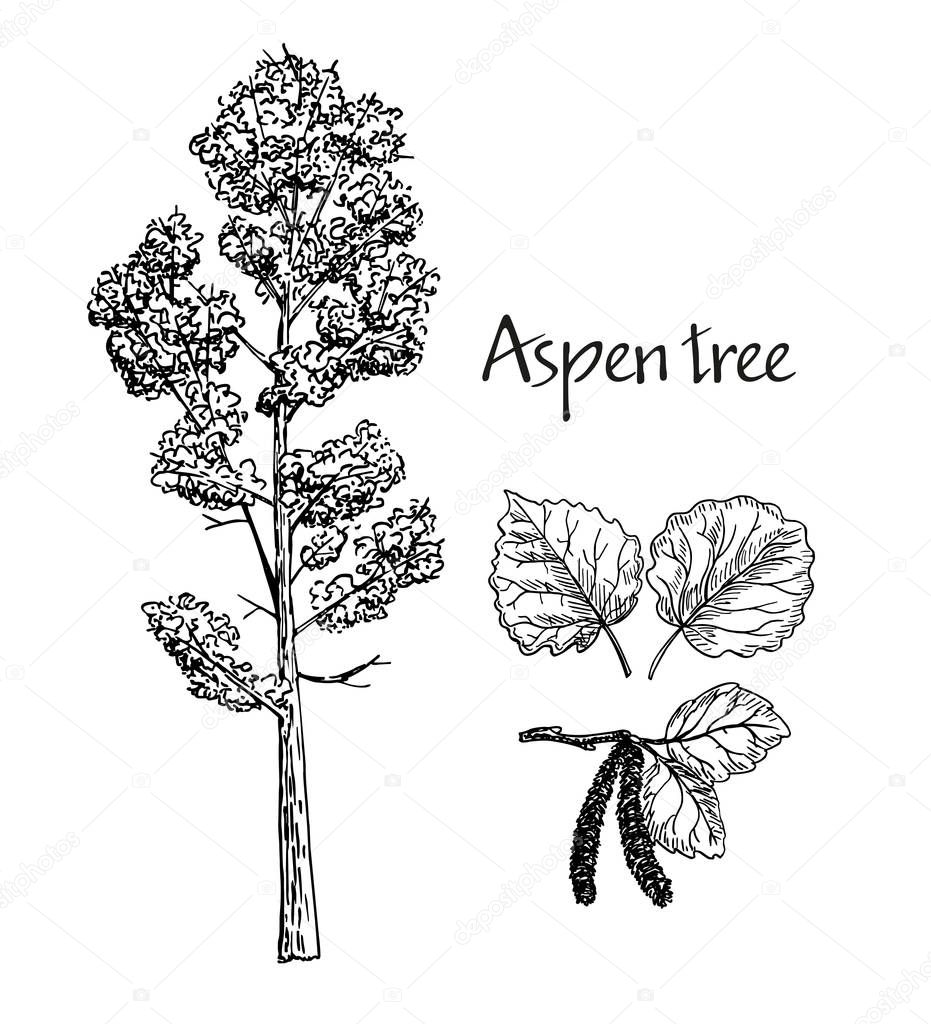 Aspen hand drawn sketch. Vector sketch of deciduous tree. Leaves of aspen, flowering aspen.