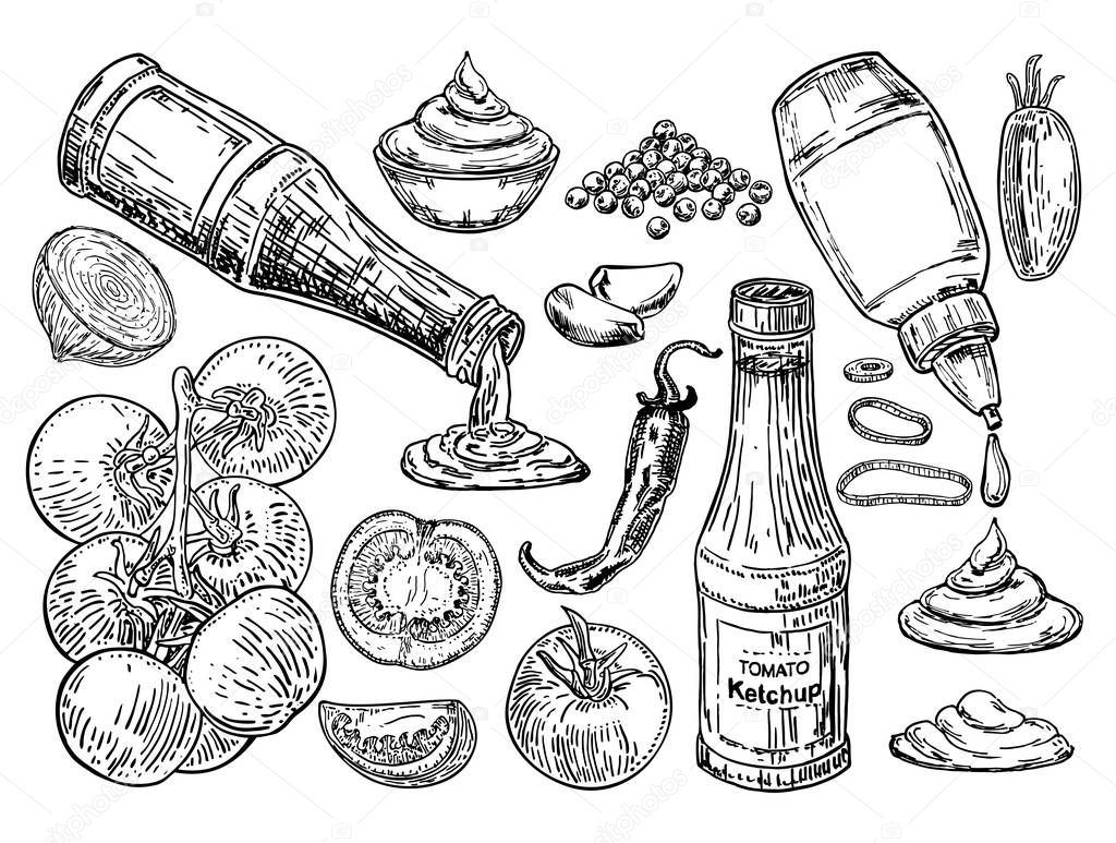 Ketchup sketch. The ingredients from which ketchup is prepared. Ketchup sauce bottle with tomatoes. Traditional tomato ketchup bottle isolated on white background. Fast Food ingredient sketch set.
