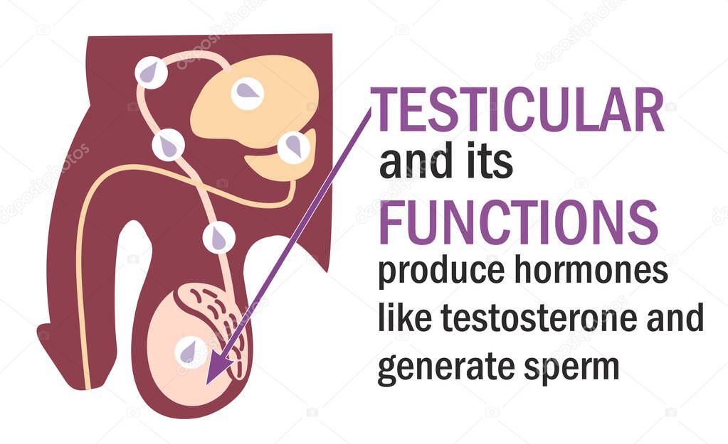 Testicles Testes . Testicle and its functions. Infographics. Anatomy of testis in human body