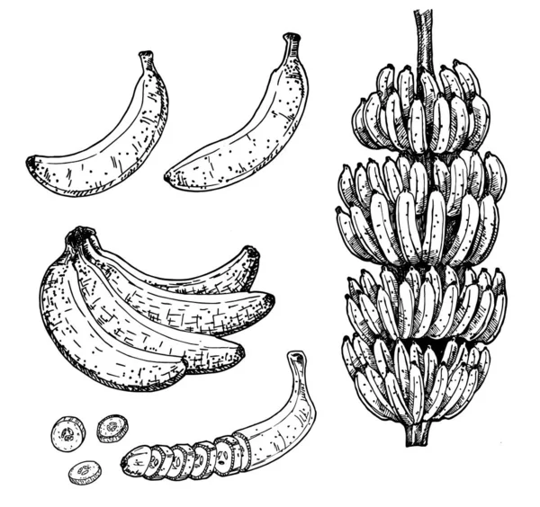 Bananenbaum und tropische Früchte Vektorset. Skizze handgezeichnete Sammlung. Zeichnung mit dem Bild von Bananen in verschiedenen Versionen. Vektorillustration. Handzeichnung. — Stockvektor