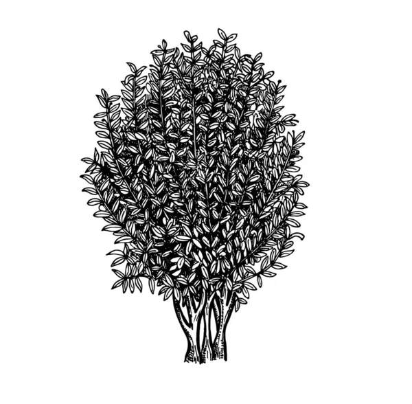 Esboço de árvore de louro. Desenho de tinta isolado no fundo branco. Ilustração vetorial desenhada à mão. Estilo retrô . — Vetor de Stock
