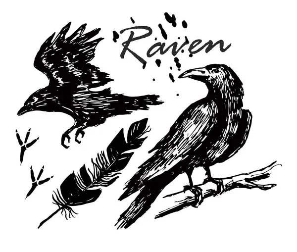 Cuervo dibujado con tinta. Un cuervo sentado en una rama, un cuervo volando boceto. Huellas, plumas . — Vector de stock