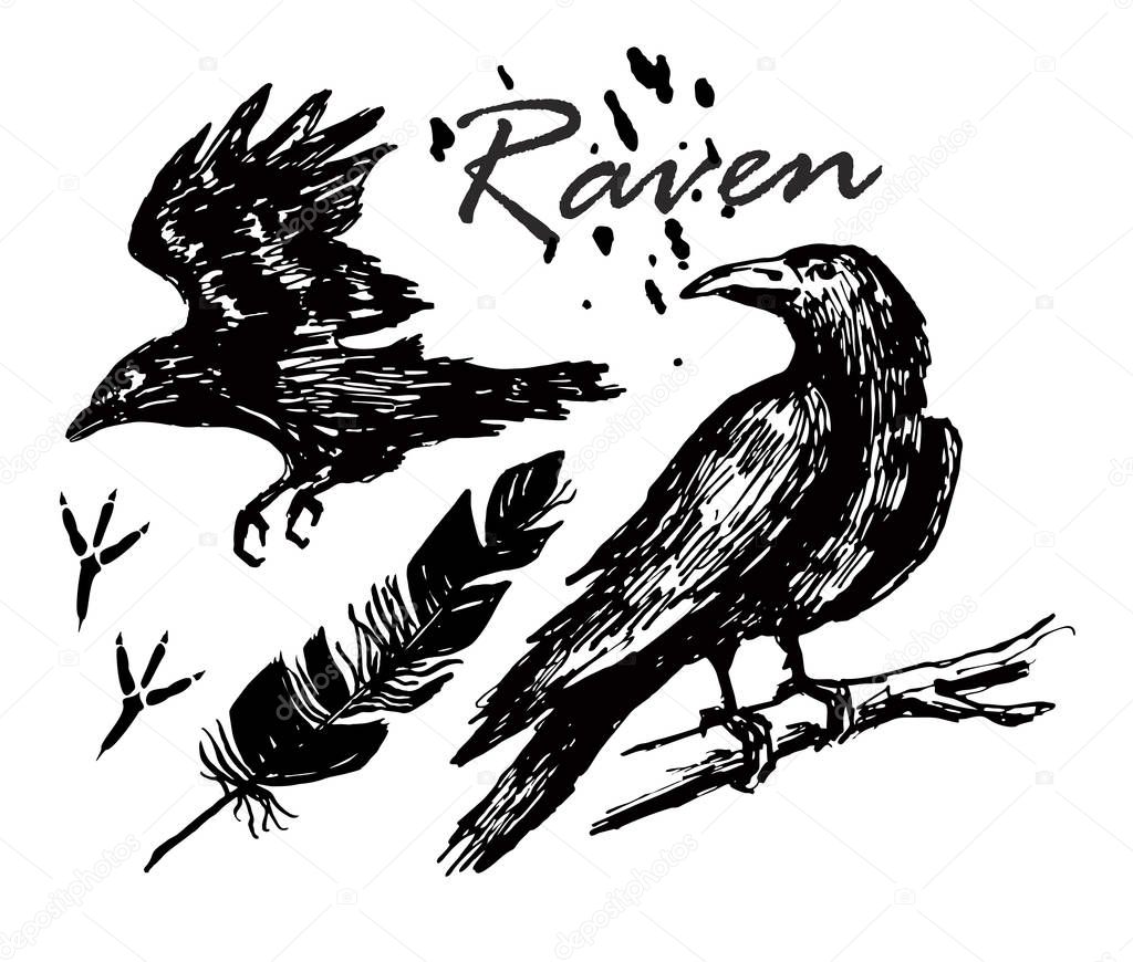 Ink drawn raven. A raven sitting on a branch, a raven flying sketch. Footprints, feather.