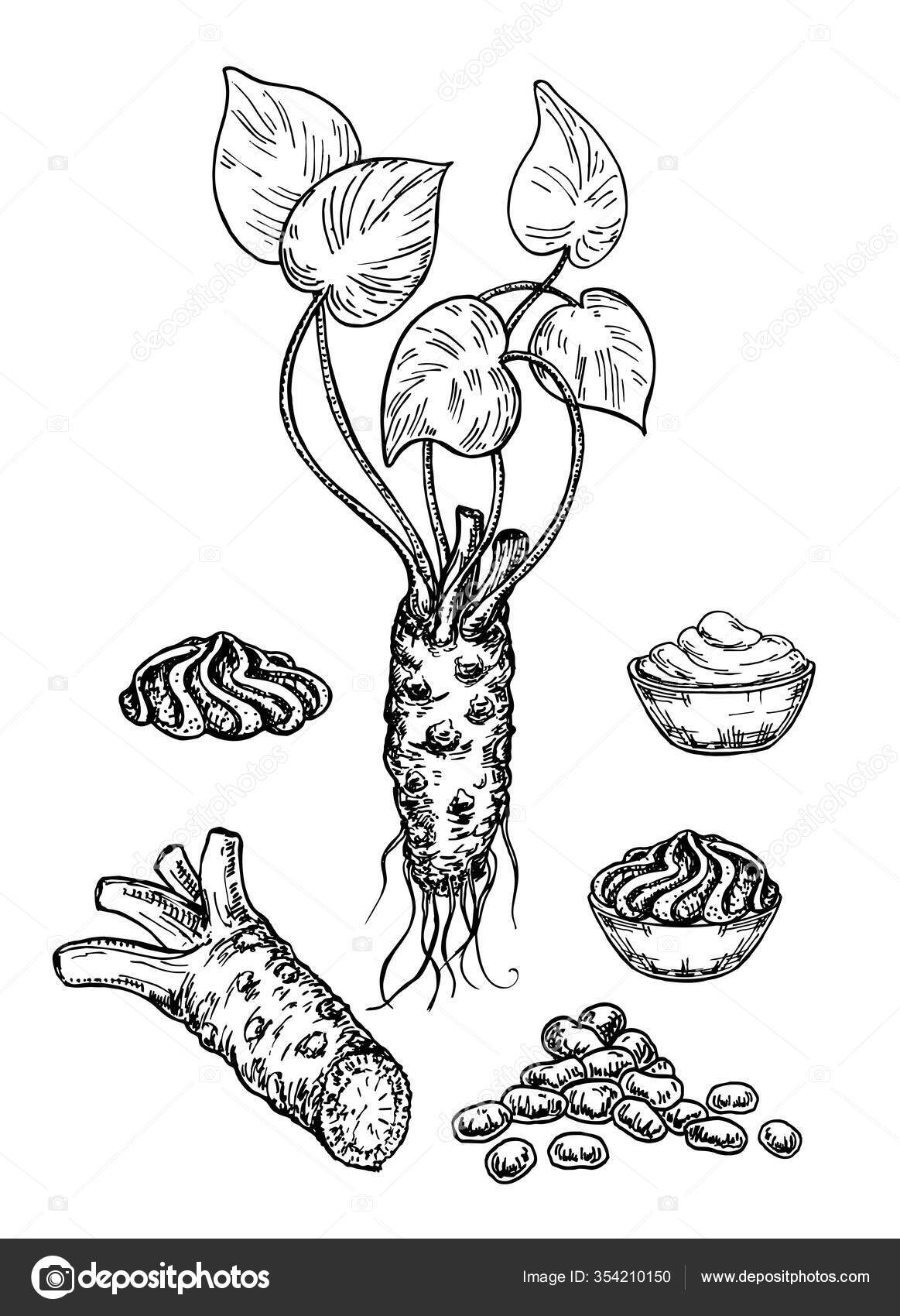 Wasabi Borsoストックベクター ロイヤリティフリーwasabi Borsoイラスト Depositphotos