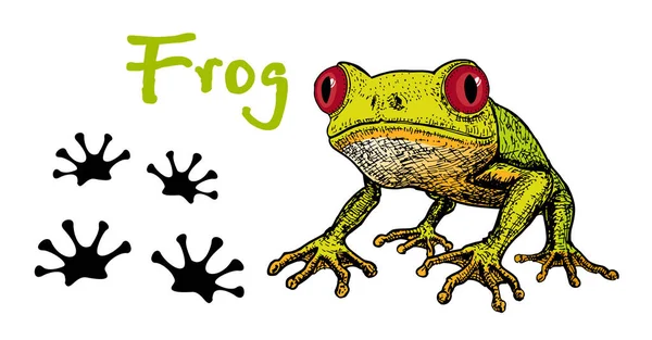Vektorbild eines grünen Laubfrosches auf weißem Hintergrund. Froschrot-Augen. Skizze von Frosch, handgezeichnete Illustration. Der Frosch und seine Spuren. Fußabdrücke eines Frosches. — Stockvektor
