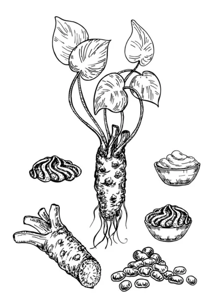 Esbozo de Wasabi. Raíz de Wasabi, rebanada, derrame de salsa, dibujo vectorial de guisantes. Esbozo de ingrediente de sushi dibujado a mano. Acondimento de comida tradicional asiática. Para etiqueta de plantilla, diseño de embalaje — Archivo Imágenes Vectoriales