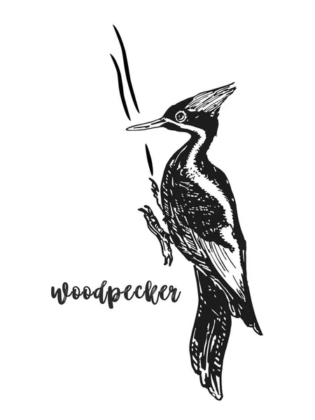 Spechtvogel, auf dem Baum sitzend. Skizze. Die Art Dryocopus martius. Wildlife europäische und amerikanische Natur. Schwarz-weiß, isoliert, für individuelles Design. Vektorillustration. — Stockvektor