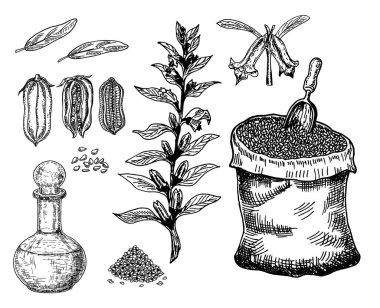 Bitki ve tohumlu bir şişe susam yağı. Bir çuval susam. Vektör El çizimi. Beyaz arkaplanda izole.