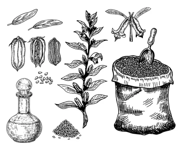 Бутылка кунжутного масла с растением и семенами. Мешок кунжута. Векторная ручная работа. Изолированный на белом фоне . — стоковый вектор
