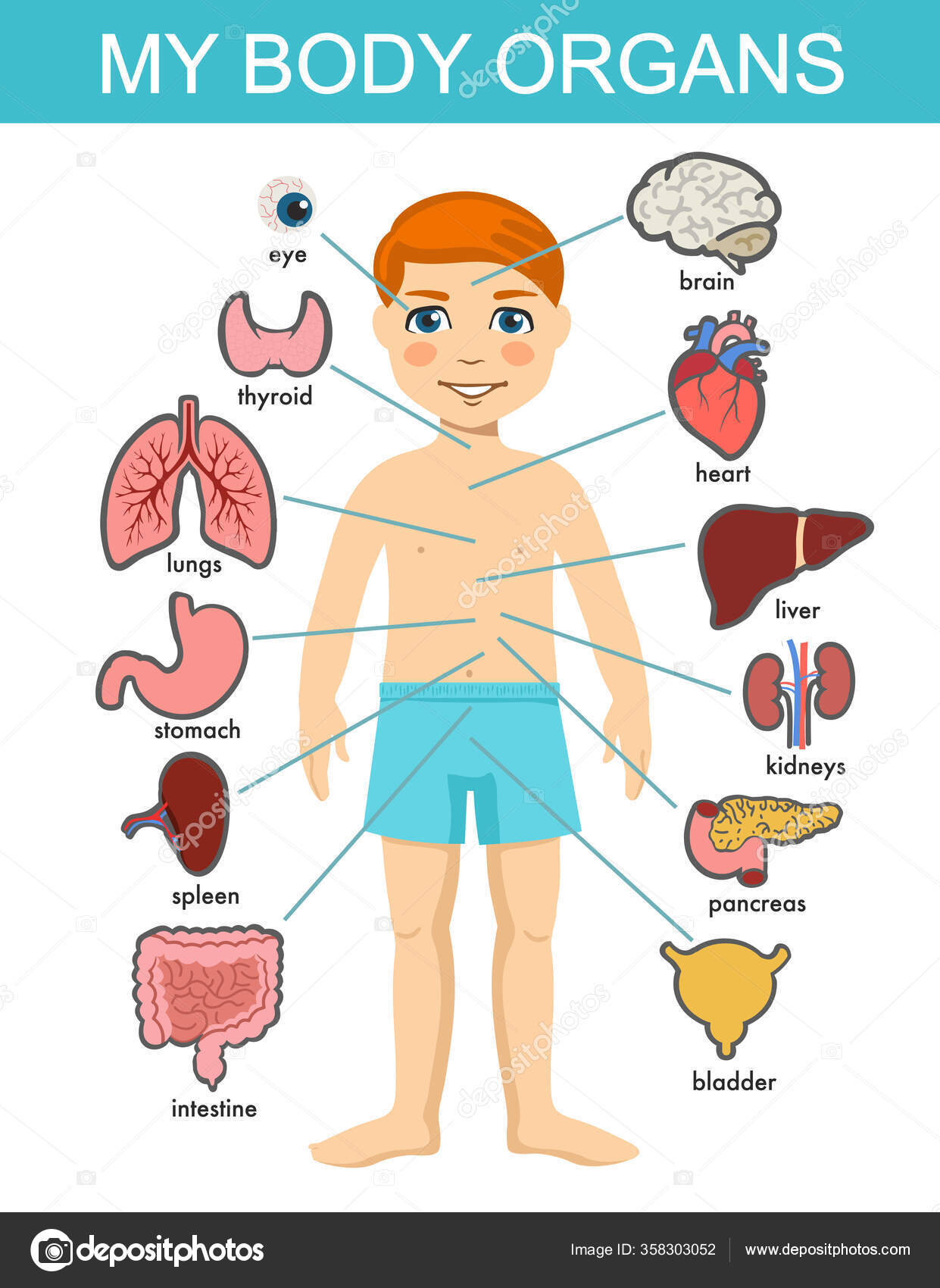 Human body anatomy, child vector medical organs system. Boy body internal  organs. Medical human anatomy for children, cartoon child organ set. Kid  viscera systems diagram isolated on white background. Stock Vector Image