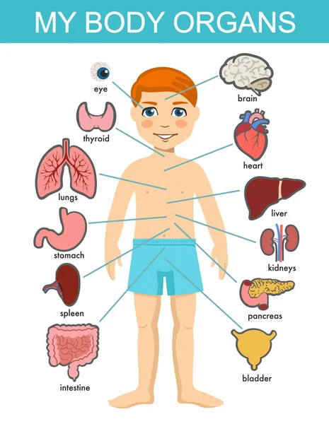 Människokroppens anatomi, barnvektorns medicinska organsystem. Pojkkroppens inre organ. Medicinsk mänsklig anatomi för barn, tecknad barnorgan set. Kid inälvor system diagram isolerad på vit bakgrund. — Stock vektor