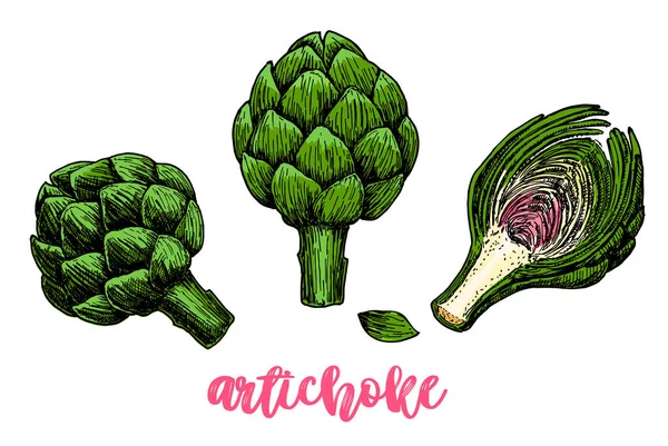 Ensemble artichaut dessiné à la main. Illustration vectorielle. Objet végétal isolé. Dessin alimentaire végétarien détaillé. Produit du marché agricole. Idéal pour menu, étiquette — Image vectorielle