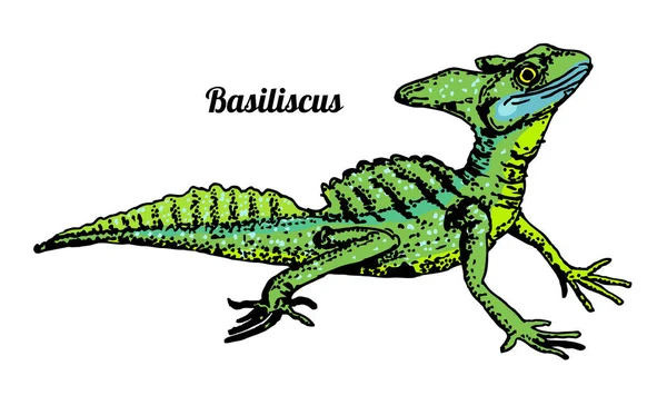 Basilisk Basiliscus mitratus. Eidechse handgezeichnete Grafik Isolierte Skizze auf weißem Hintergrund. Reptil. Farbige Abbildung. — Stockvektor