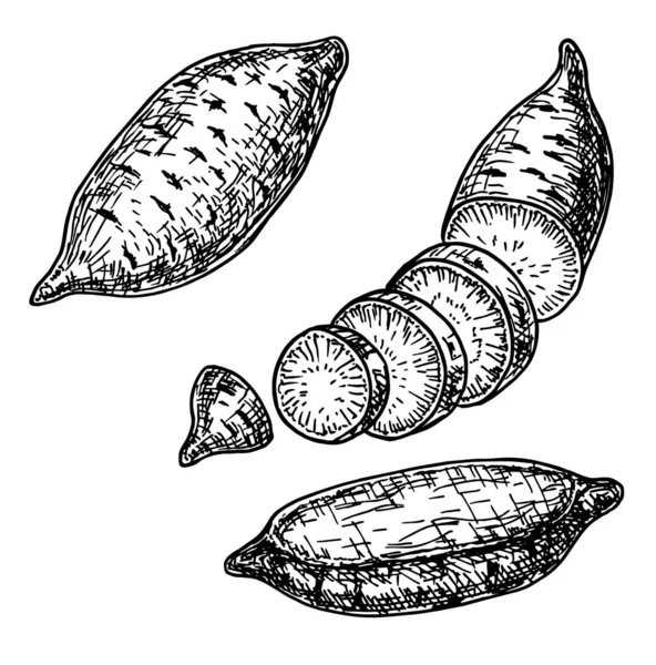 Patate douce illustration vectorielle dessinée à la main. Isolé végétal gravé objet de style. Dessin alimentaire végétarien détaillé. Produit du marché agricole. Légumes isolés pour la conception de la cuisine . — Image vectorielle