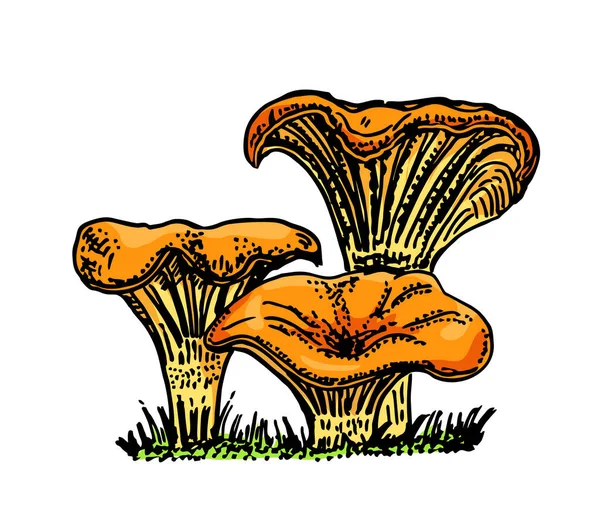 Chanterelle champignon illustration vectorielle dessinée à la main. Croquis dessin de nourriture isolé sur fond blanc. Produit végétarien biologique. Pour menu, étiquette, emballage produit, recette, illustration — Image vectorielle