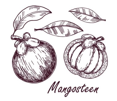 Mangosteen meyvesi ve vektör çizimi. El çizimi tropikal meyve çizimi. İşlenmiş yaz meyvesi. Yapraklı tam ve dilimlenmiş nesneler. Botanik eskizi.