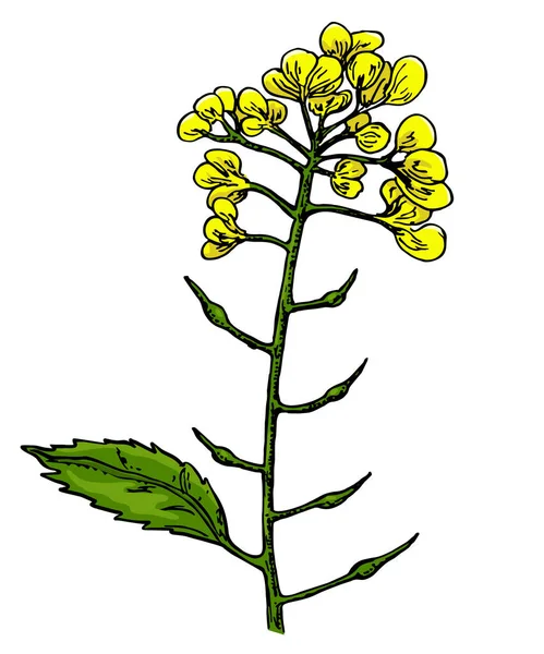 Mosterd plant tak vector tekening. Botanische bloem illustratie. Vintage handgetekende kruidenschets. Kruidenkruid ingrediënt, culinaire en koken smaak. — Stockvector