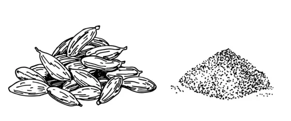 Ilustración de cardamomo, dibujo, grabado, tinta, arte de línea, vector. Objeto aislado de especias. Sazonador estilo grabado. Esbozo detallado del producto orgánico. Ingrediente de sabor de cocina. Ideal para la etiqueta, signo — Vector de stock