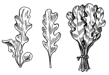Elle çizilmiş roka yaprakları. Tek yaprak ve demet. Taze salata eko malzemesi. Mürekkep roka çizimi. Beyaz arka planda izole edilmiş. Retro tarzı. Vektör illüstrasyonu.