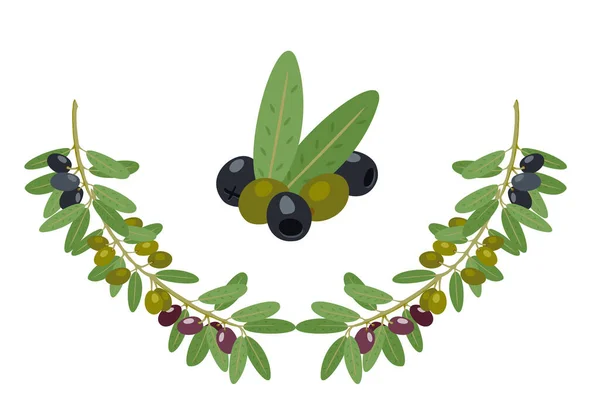 Azeitonas e ramos de oliveira coleção vetorial. Grego azeitonas ramo, verão árvore de alimentos de petróleo galhos e folhas vetor ilustração —  Vetores de Stock