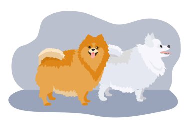Pomeranian Spitz seti beyaz arka planda izole edildi. Şirin yavrular. Küçük Alman tükürüğü. Küçük köpekler. Vektör hisse senedi çizimi. Yumuşak evcil hayvanlar. Spitz beyaz ve kahverengi. Çizgi film tarzında evcil hayvanlar.