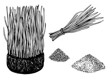 Bir demet buğday çimi ve meyve suyu buğdayından oluşan bir karışım. Arpa otu ve toz çizimi. Vektör el çizimi süper gıda çizimi. Organik sağlıklı yiyecekler. Pankart, poster, etiket için