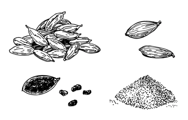 Set di cardamomo. Incisione disegnata a mano, inchiostro, spezie in stile schizzo. Cardamomo macinato e cereali. Illustrazione vettoriale . — Vettoriale Stock