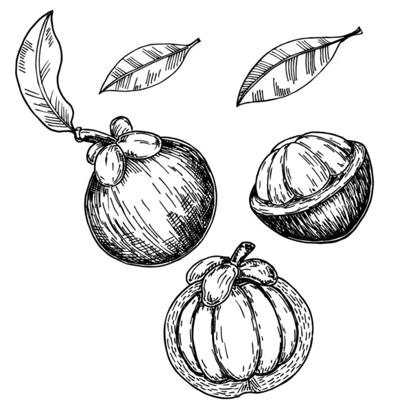 Illustrazione schizzo di frutta mangostano. Mangostani, interi e mezzo di frutta con foglie isolate su fondo bianco . — Vettoriale Stock