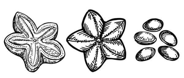 Ручное рисование семян сача инчи. Гравированная векторная иллюстрация. Ботаническая иллюстрация ручной работы с арахисом. Медицинское, косметическое растение. Увлажняющая сыворотка, эфирное масло. Дизайн пакетов ароматерапии Skincare — стоковый вектор