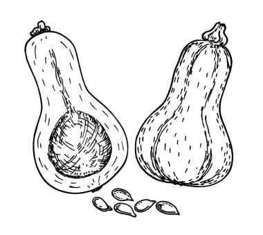 Butternut Squash skeç seti. İzole edilmiş el yapımı nesne. Şişe şeklinde tereyağlı balkabağı ve beyaz arka plan sebze resimli kesilmiş bir balkabağı. Ayrıntılı vejetaryen yemeği. Çiftlik pazarı ürünü.