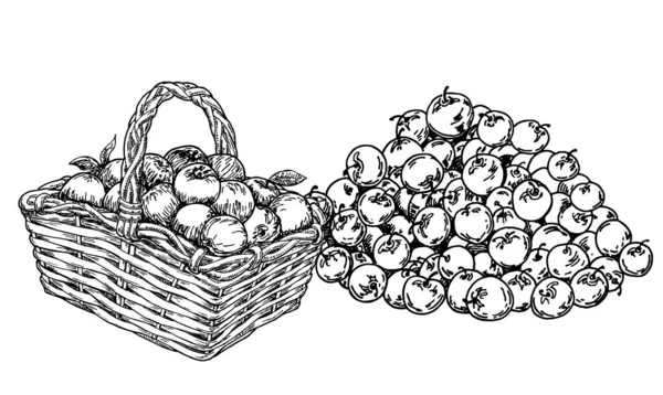 バスケットとリンゴの束にリンゴ。フルーツバスケット。ヴィンテージスケッチガーデンの背景。手描きデザイン — ストックベクタ