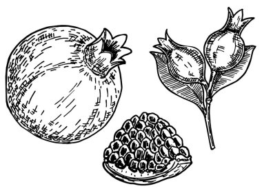 Meyveli nar seti. El çizimi vektör çizimi gerçekçi çizim. Tohumlu ve yapraklı nar. Eskiz stili. Organik gıda taşıyıcısı. Nar bitkisi botanik çizimi.