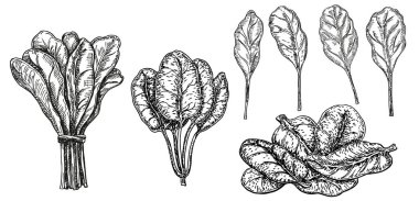 El çizimi ıspanak seti. İzole edilmiş ıspanak yaprakları beyaz arka planda çizim yapıyor. Sebze oymalı stil çizimi. Detaylı botanik çizimi. Çiftlik pazarı ürünü