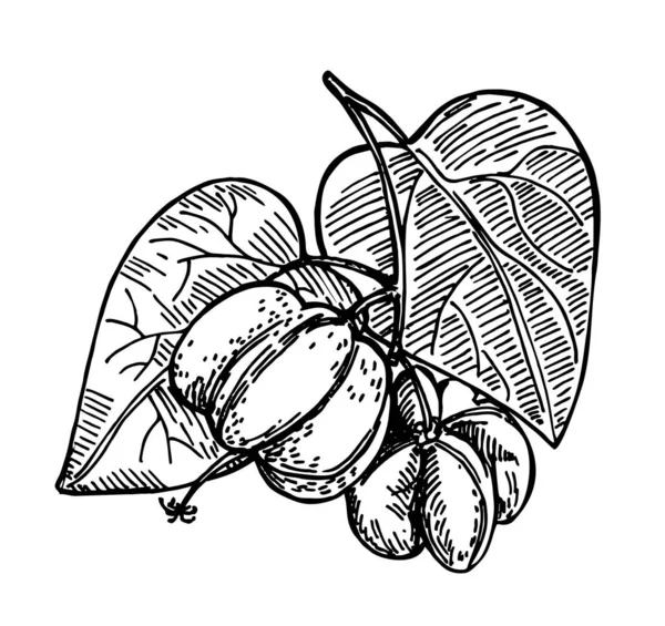 Náčrtek rostliny Sacha inchi. Ručně kreslená rostlina s arašídy a listy. Botanická ilustrační vektorová kresba. Skica v bylinném stylu. Kosmetická a lékařská rostlina, esenciální olej. — Stockový vektor