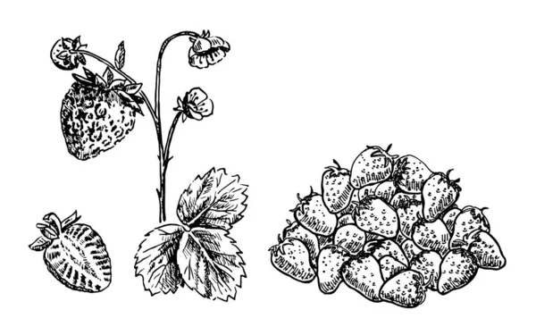 Set de fraises plante, baies, feuilles, fleurs. Collection de croquis. Icône vecteur de fruits de fraise conception simple. Illustration vectorielle dessinée main — Image vectorielle
